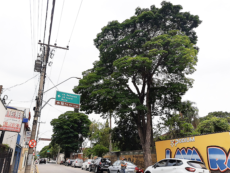 Árvores de grande porte estão sendo monitoradas no município